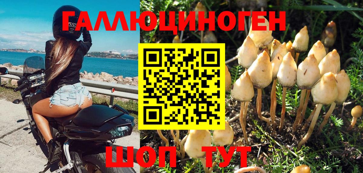 Псилоцибиновые грибы Cubensis Тула